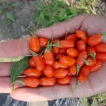 GOJI BERRY – μια σούπερ τροφή από την Άπω Ανατολή