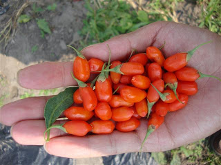 GOJI BERRY – μια σούπερ τροφή από την Άπω Ανατολή