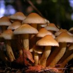 Μανιτάρια – Ιδανικά για δίαιτα αλλά και σωστή διατροφή