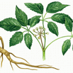 Ανακαλύψτε πώς το Ginseng σχετίζεται με καλύτερη διαχείριση του άγχους