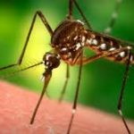 Πως να διώξουμε τα κουνούπια και να γλυτώσoυμε από τα τσιμπήματα!