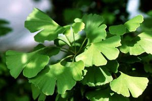 Το βότανο Ginkgo Biloba βελτιώνει την αιματική κυκλοφορία και όχι μόνο