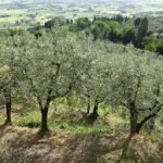 Γνωρίστε καλύτερα τη βιολογική καλλιέργεια