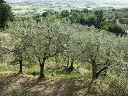 Γνωρίστε καλύτερα τη βιολογική καλλιέργεια
