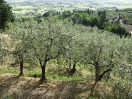 Γνωρίστε καλύτερα τη βιολογική καλλιέργεια