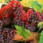 Τα κόκκινα σταφύλια και τα βατόμουρα ενισχύουν την άμυνά μας