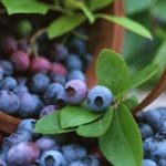 Βατόμουρα, μήλα, σταφύλια και σταφίδες ασπίδες προστασίας κατά του υψηλού σακχάρου