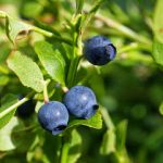 Bilberry: Γνωρίστε το νέο σούπερ φρούτο