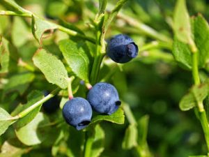 Bilberry: Γνωρίστε το νέο σούπερ φρούτο