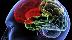 Ανακαλύψτε τα οφέλη του συνενζύμου Q10 για τον εγκέφαλο