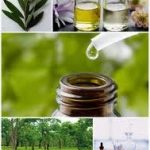 Οι εκπληκτικές χρήσεις του tea tree oil!