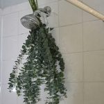 Δέστε στο ντους ένα ματσάκι ευκάλυπτο για απίστευτο άρωμα!