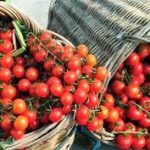Πως να κόψετε τα τοματίνια τσέρι σαν τον Τσακ Νόρις!