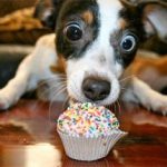 Πως να φάτε ένα cupcake χωρίς να λερωθείτε!