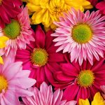 Τέλειο, λαμπερό δέρμα με χρυσάνθεμο!