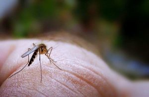 Διώξτε τα κουνούπια με…στοματικό διάλυμα!