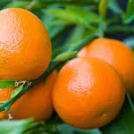 Ενυδάτωση και ανόρθωση επιδερμίδας, με μανταρίνι!