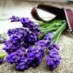 Μειώστε την πιτυρίδα και καταπολεμήστε την ακμή, με λεβάντα!