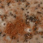 Smoothie με φρούτα, μέλι και σπόρους chia