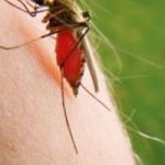 Σημαντικοί οι έγκαιροι ψεκασμοί κατά της ελονοσίας και του ιού Δ. Νείλου