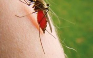 Σημαντικοί οι έγκαιροι ψεκασμοί κατά της ελονοσίας και του ιού Δ. Νείλου