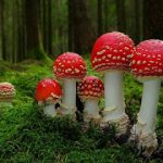 Μάσκα προσώπου με μανιτάρια για ξηρό δέρμα