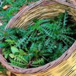 Σταμναγκάθι: Γνωρίστε τη θρεπτική του αξία