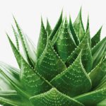 Aloe vera για τα μπερδεμένα μαλλιά!