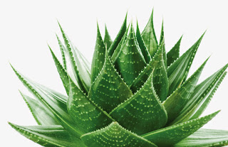 Aloe vera για τα μπερδεμένα μαλλιά!