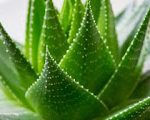 Μάσκα με Aloe Vera  για λαμπερό δέρμα