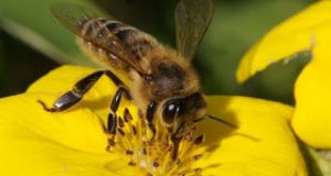 Ένας περίεργος τρόπος για να μειώσετε το οίδημα από το τσίμπημα της μέλισσας!