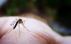 Αντιμετωπίστε τα τσιμπήματα από τα κουνούπια με φυσικό τρόπο!