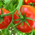 Η ευεργετική δράση της λουτεΐνης  της ντομάτας σε ασθενείς με καρδιοπάθεια