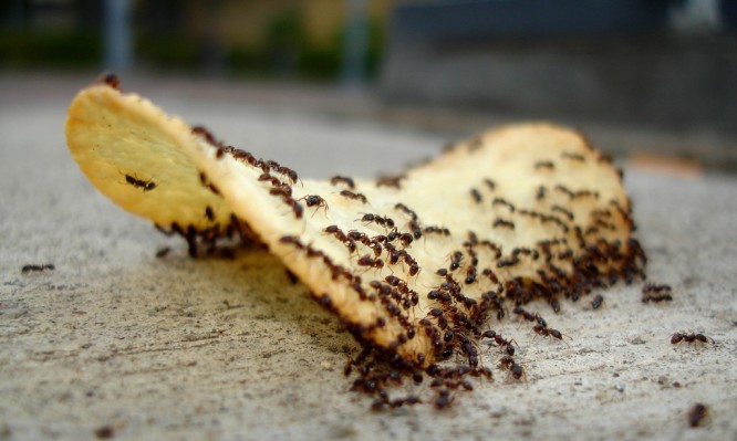 Διώξτε τα μυρμήγκια από το σπίτι σας με… απορρυπαντικό για τα πιάτα!