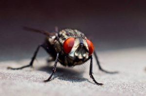 Να, γιατί οι μύγες μισούν τις κρεμαστές σακούλες τροφίμων!