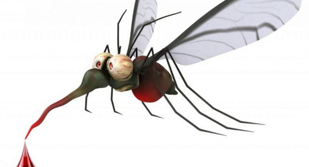 Όλα όσα θα θέλατε να γνωρίζατε για τα κουνούπια!