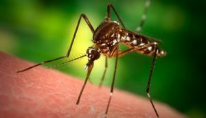 Αυτοί είναι οι λόγοι που μας τσιμπάνε τα κουνούπια!