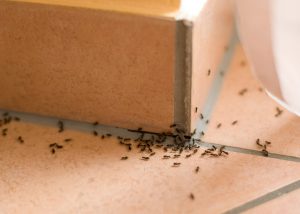 Τρόποι αντιμετώπισης των απρόσκλητων επισκεπτών (μυρμήγκια)!