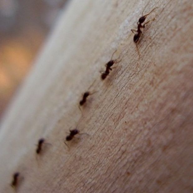 Κρεμμύδι για τα μυρμήγκια!