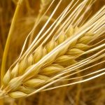 Τι θρεπτικά συστατικά περιέχει το κριθάρι