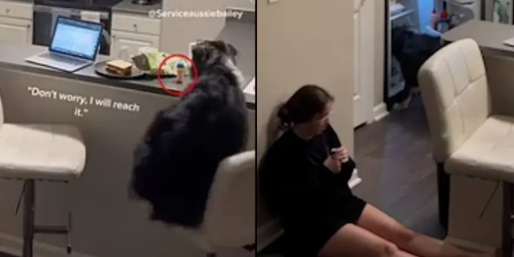 Ένας πραγματικός ήρωας: Σκύλος σώζει την ιδιοκτήτριά του φέροντάς της χάπια και νερό