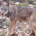 Επίθεση Λύκου σε άνδρα στο Τατόι: «Με ακολούθησε, με δάγκωσε και με έγδαρε στη μέση»
