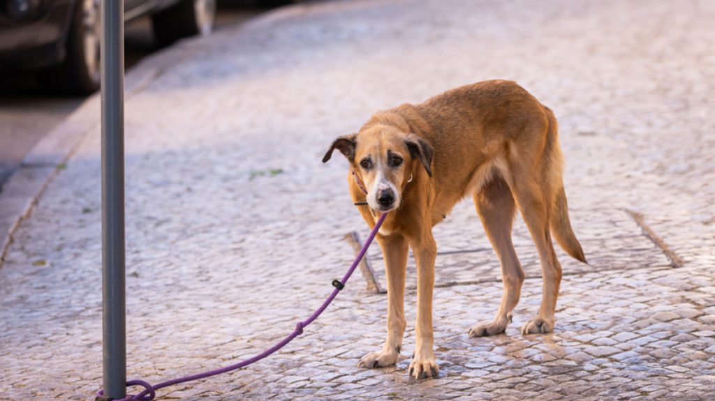 Κακοποιούσε σκύλο μπροστά στην κηδεμόνα του στη Θεσσαλονίκη, συνελήφθησαν και οι δύο