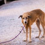 Κακοποιούσε σκύλο μπροστά στην κηδεμόνα του στη Θεσσαλονίκη, συνελήφθησαν και οι δύο