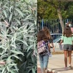 Το «θανάσιμο» φυτό στις σχολικές αυλές – Η επείγουσα εγκύκλιος του ΕΟΔΥ
