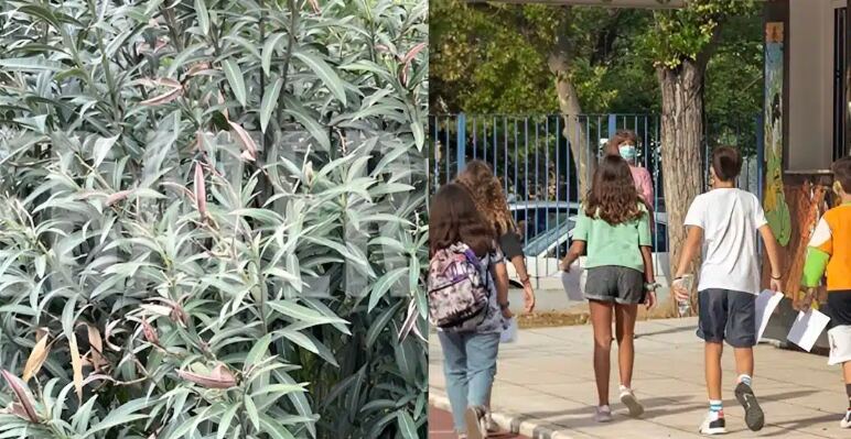 Το «θανάσιμο» φυτό στις σχολικές αυλές – Η επείγουσα εγκύκλιος του ΕΟΔΥ