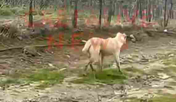 Συγκλονιστικό βίντεο: Σκυλίτσα στην Κρήτη διένυσε 1 χλμ. και οδήγησε άνθρωπο στη διάσωση του κουταβιού της