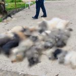 Χαλκιδική: «Βρίσκαμε το ένα πτώμα μετά το άλλο» – Μαζική δηλητηρίαση αδέσποτων ζώων, τουλάχιστον 21 νεκρά σκυλιά