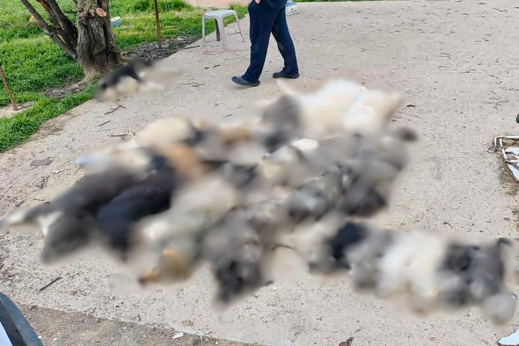 Χαλκιδική: «Βρίσκαμε το ένα πτώμα μετά το άλλο» – Μαζική δηλητηρίαση αδέσποτων ζώων, τουλάχιστον 21 νεκρά σκυλιά