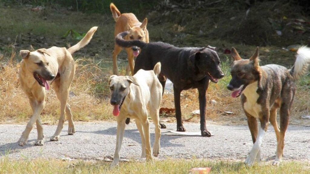 Κτηνωδία στο Ζάρκο Τρικάλων: 11 σκυλιά νεκρά από φόλες
